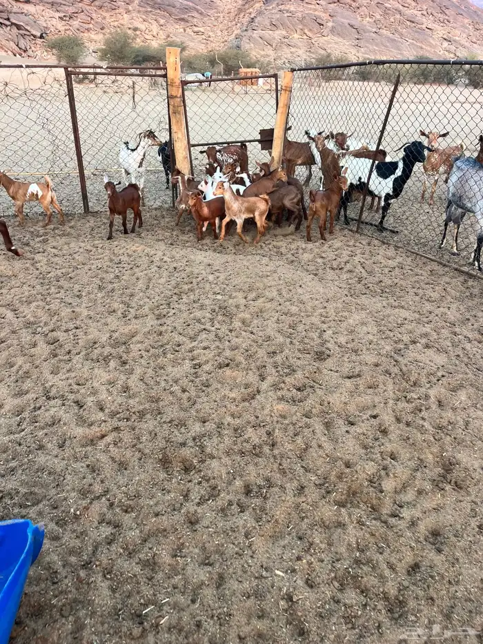 معزا مقاني 5