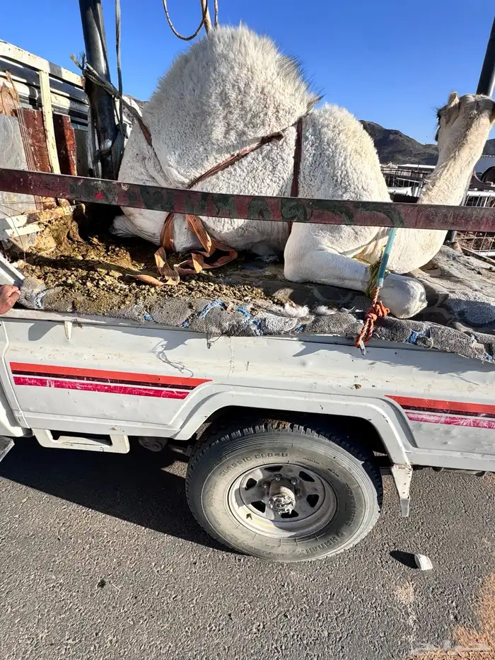 بكره كفو من تحت امه 2