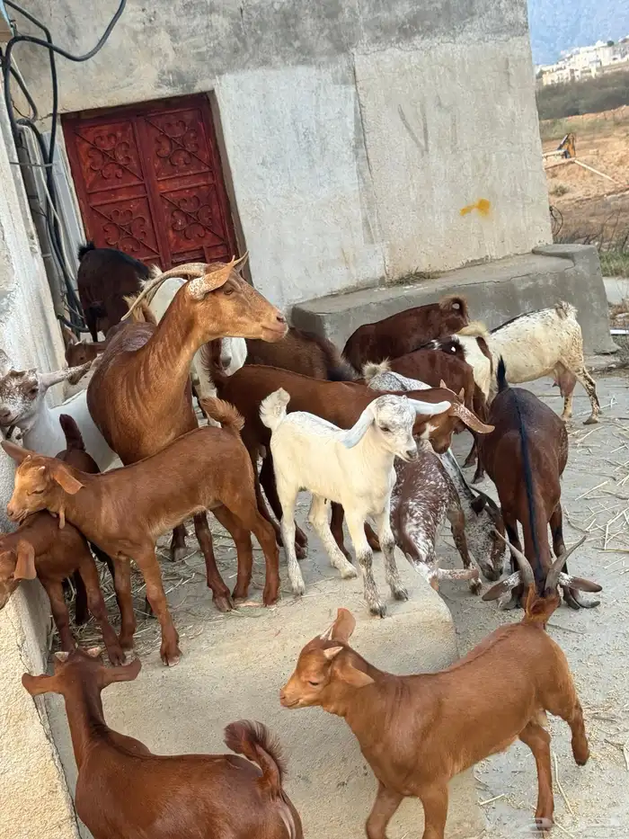 معزا مناتيج 2