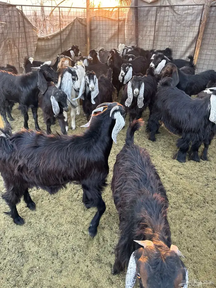 تيوس وجفار للبيع 0