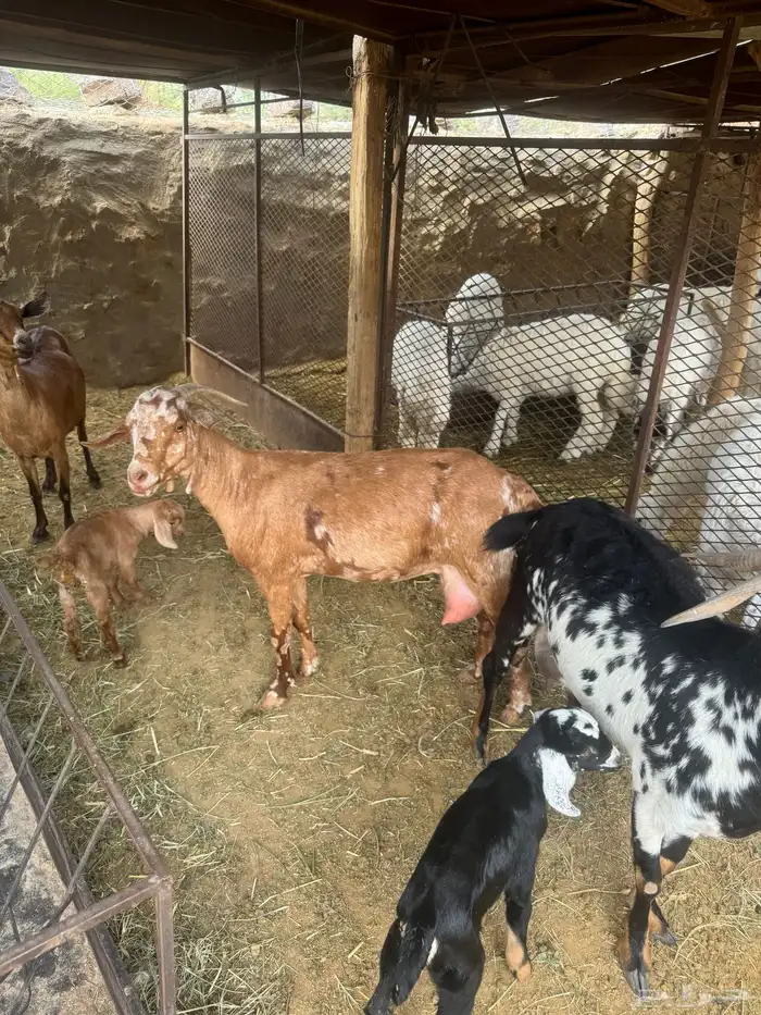 11ماعز 7عليها 8واربع وحده حليب وثلاث دفيع 6