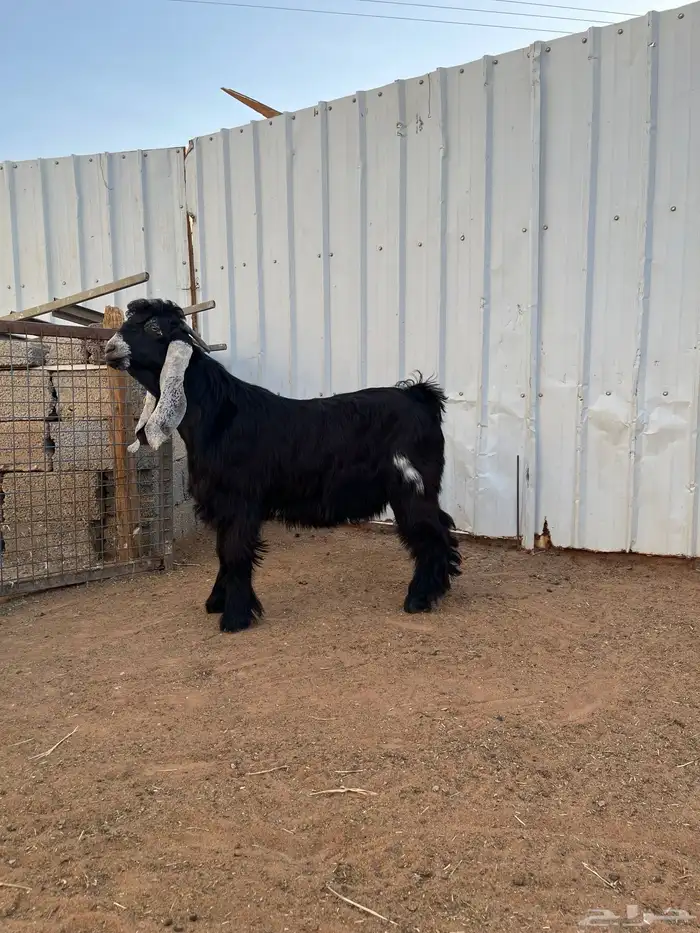 فحل عارضي صنف 0