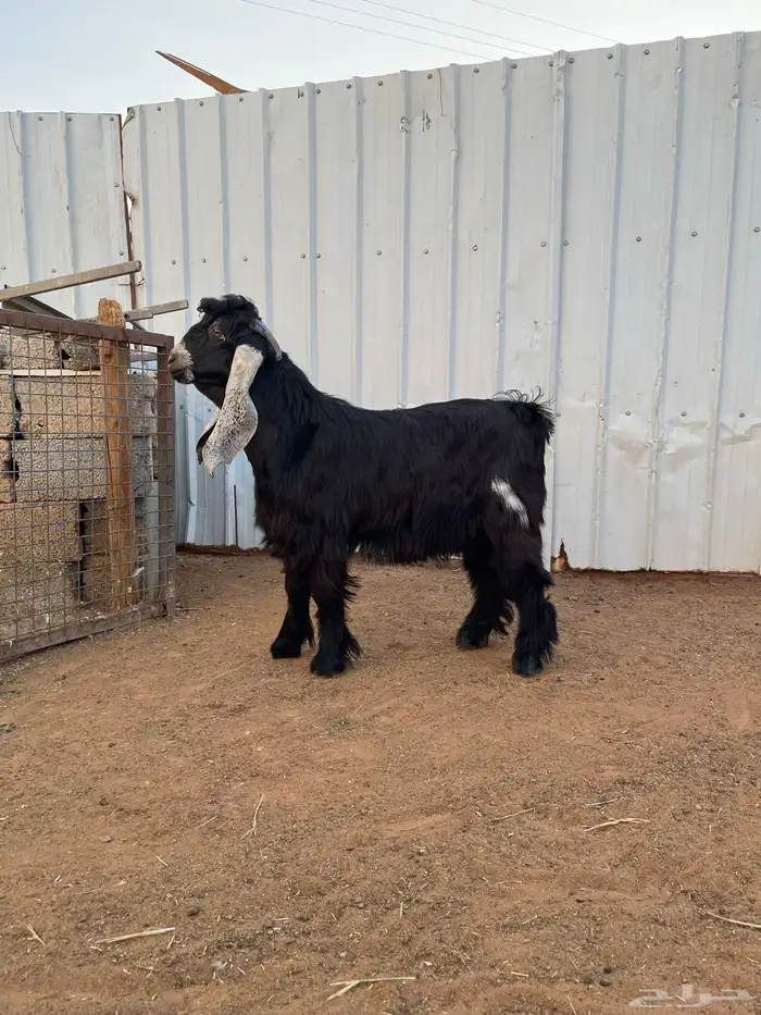 فحل عارضي صنف 1