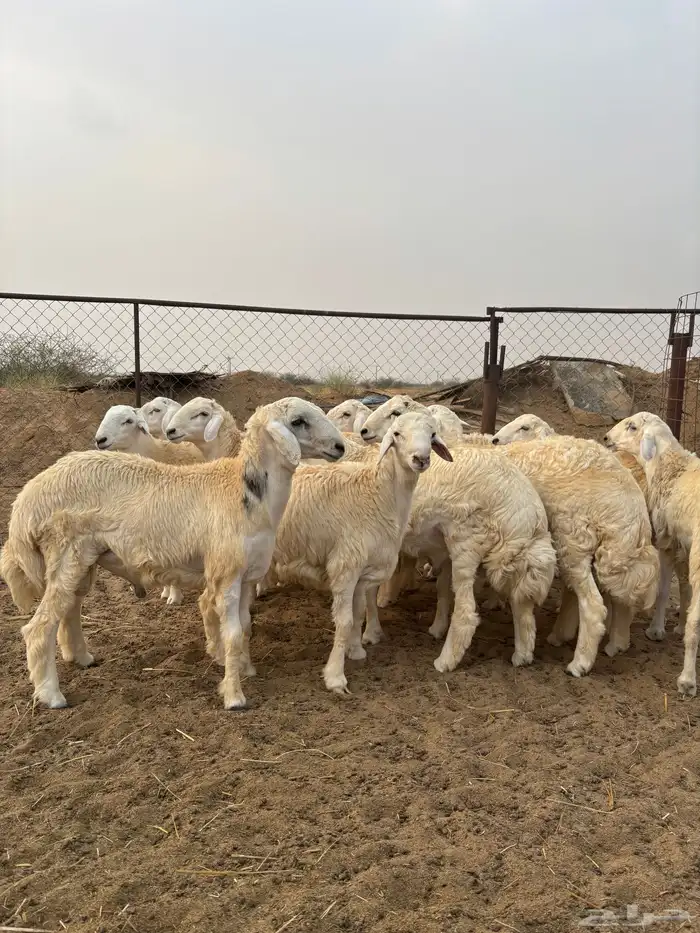 ذبايح للمناسبات 3