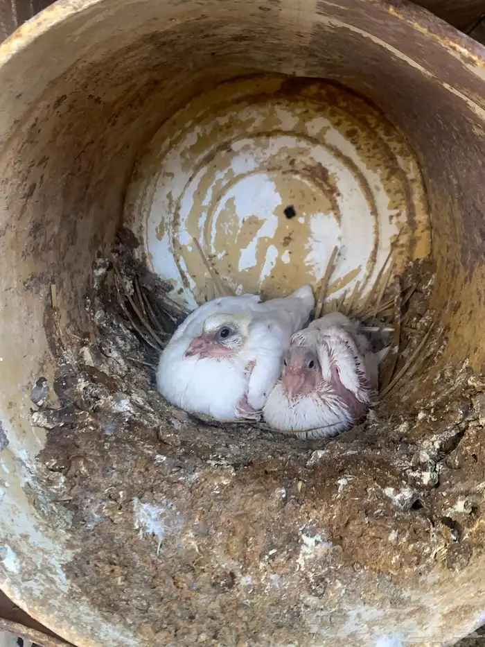 جوز زاجل مع انتاجه 1