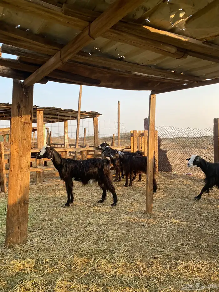 للبيع معزا عوارض وحريات بالفحل دفيع ومضاريع 23