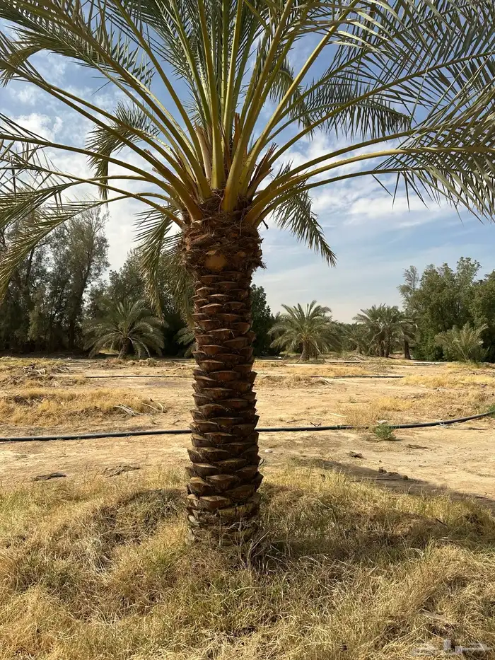 نخل مثمرنبتت علي وبرحي وخلاص وصقعي وسندي 2