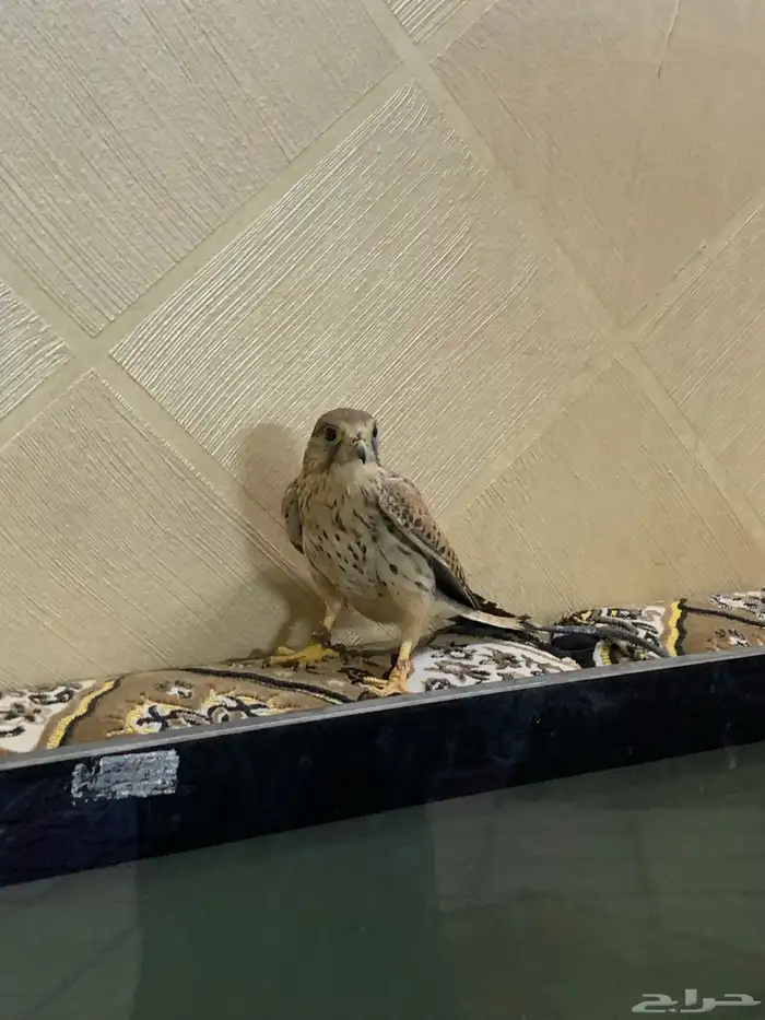 باش للبيع بسق للبيع السعر 60 ريال 2