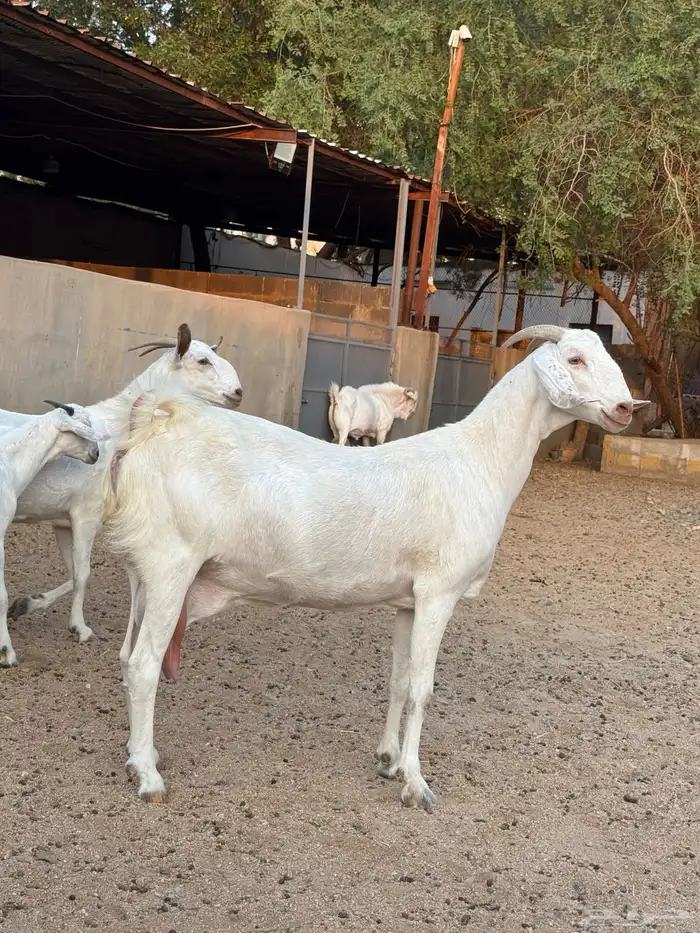 عنز برص فواخر جروم 4