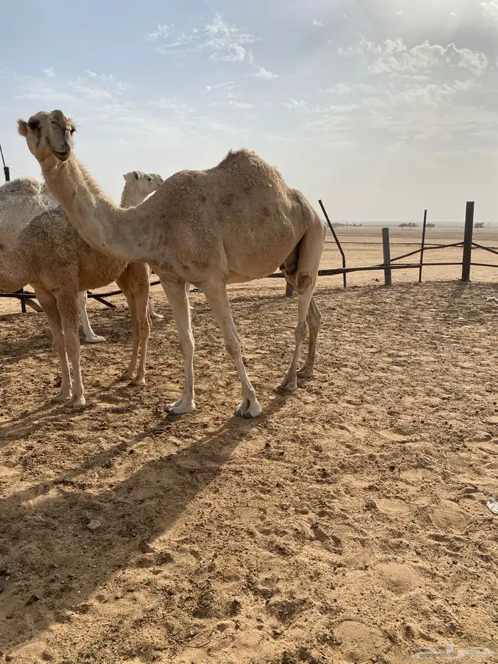 للبيع شقحاء 0