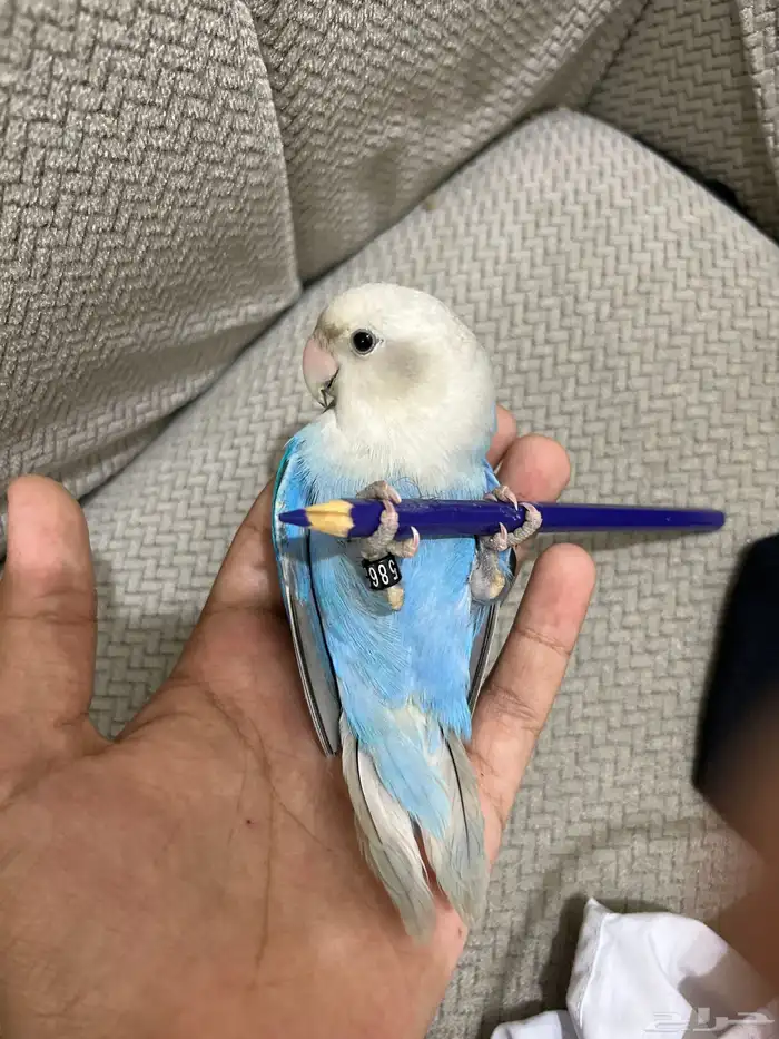 روز ازرق ذكر 2