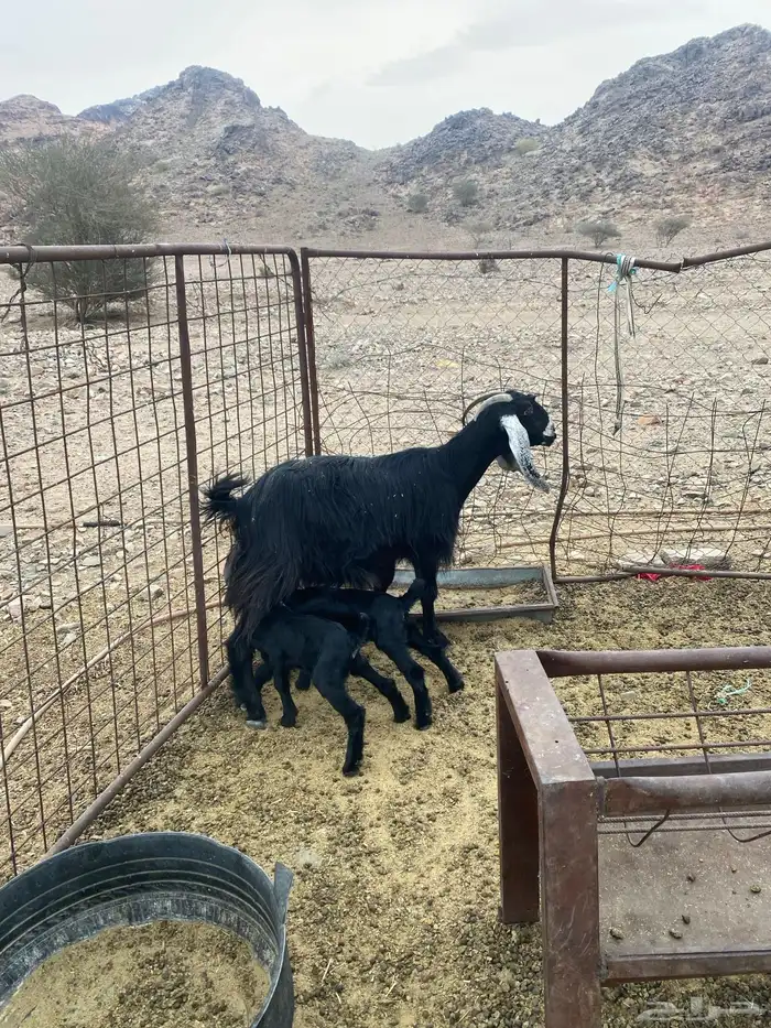 عنز معها توام 1