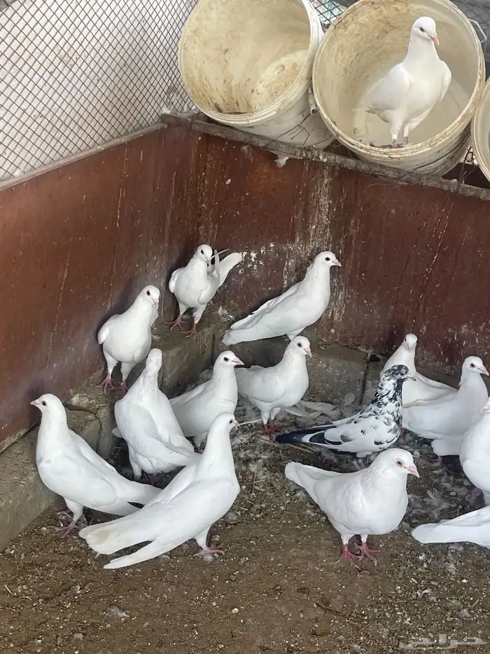 حمام فرنسي جانبو 7