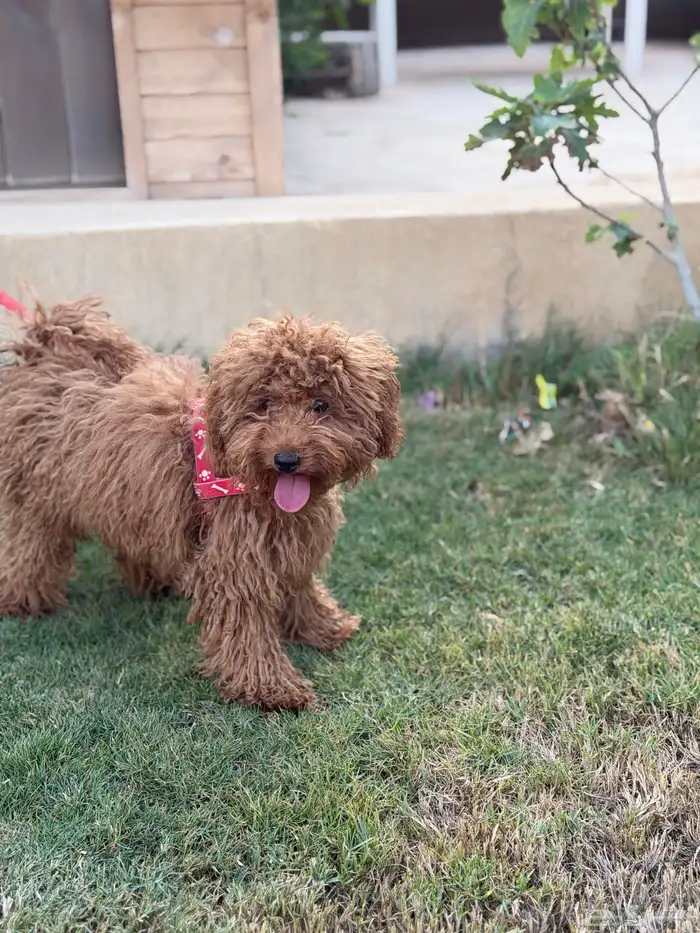 انثى توي بودل 8