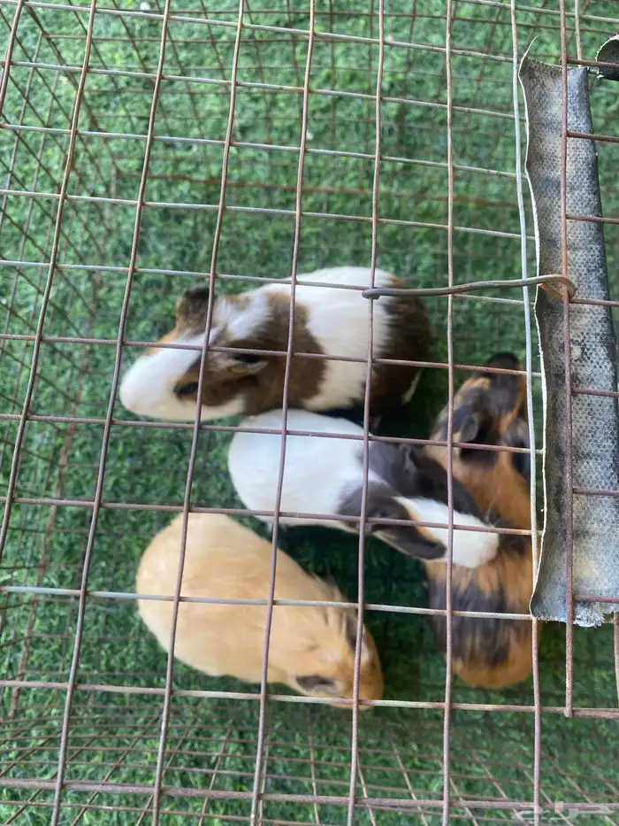 للبيع هامستر 0