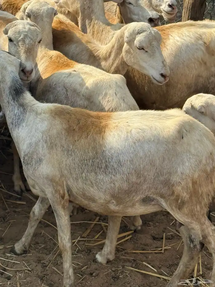 ضان مراح واحد مناتيج وقرايب 2