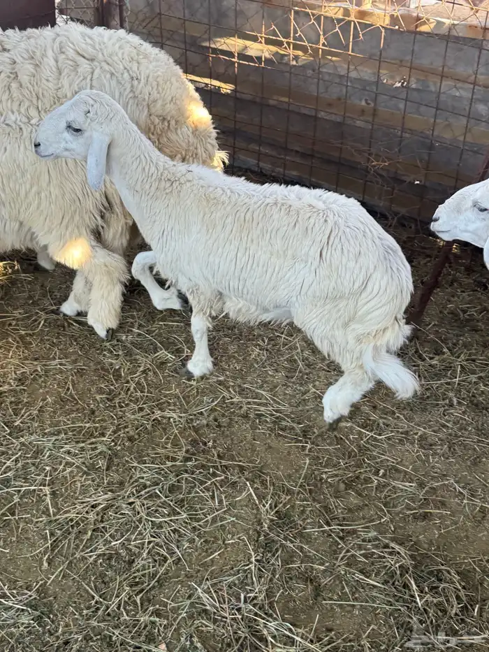 رخال وطليان 2