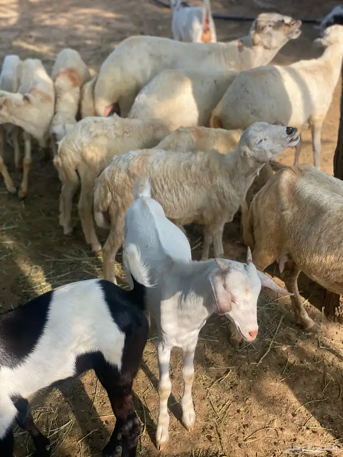 تيوس للبيع 2