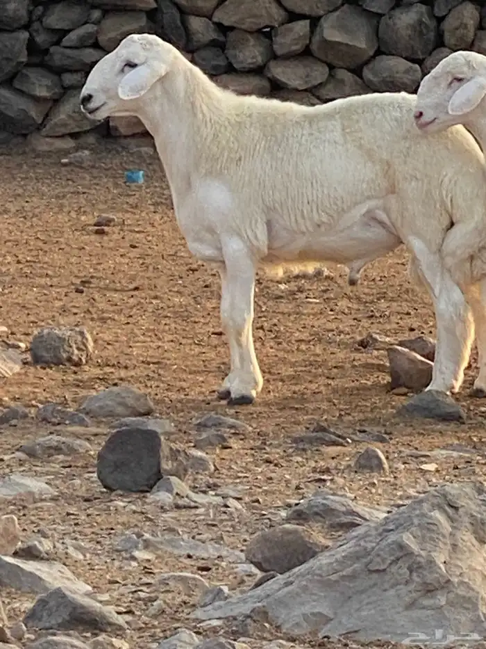 مشروف فحل انتاج المراح 4