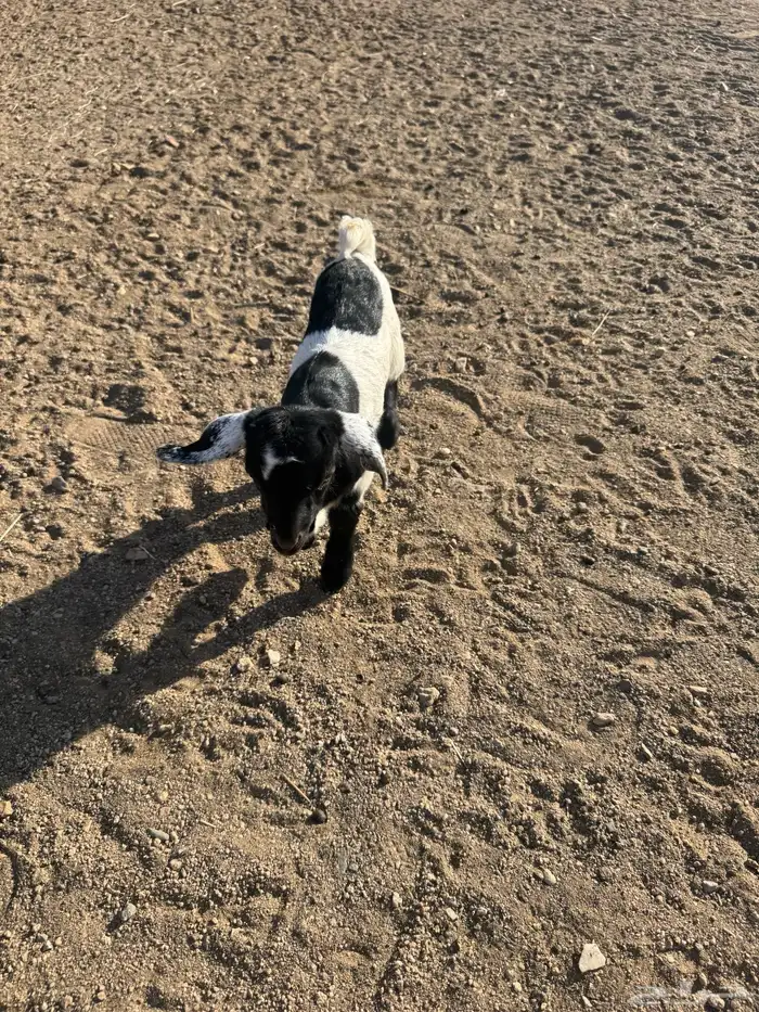 39 راس ضان ومعزا تحتها 4 0