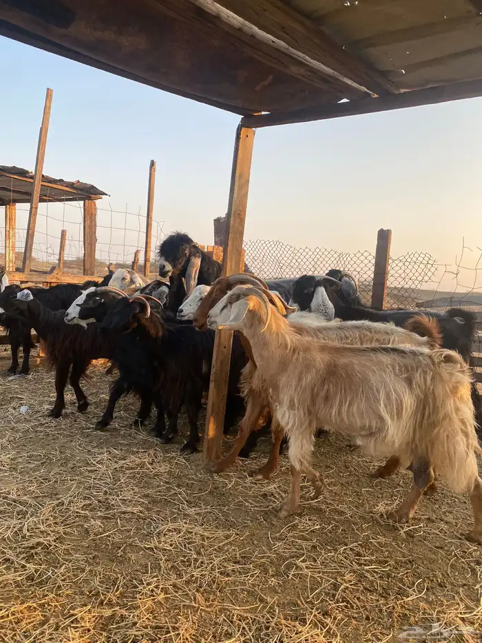 للبيع معزا عوارض وحريات بالفحل دفيع ومضاريع 5