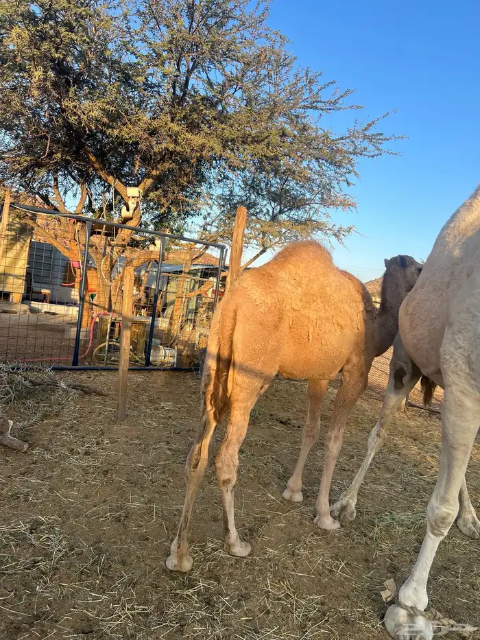 بكره للبيع 1