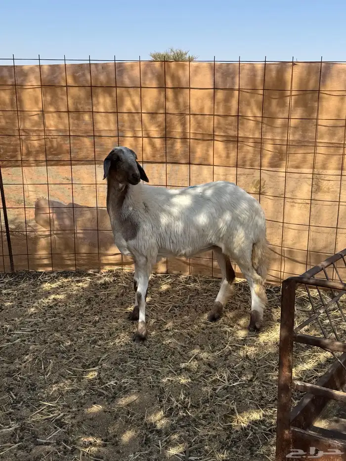 سواكن رخال 5