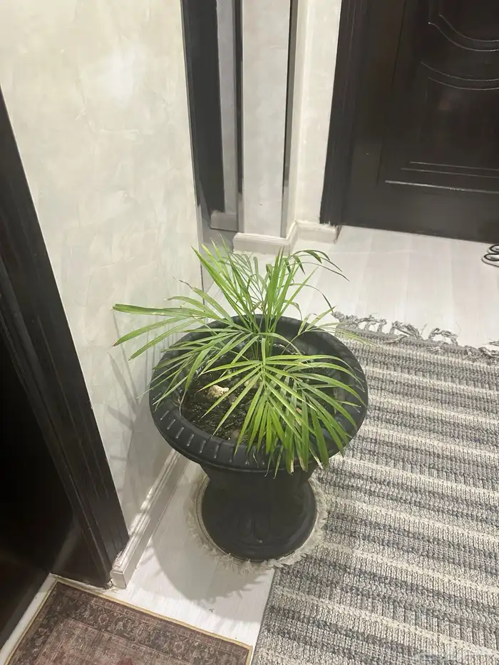 شجر منزلي للبيع 1