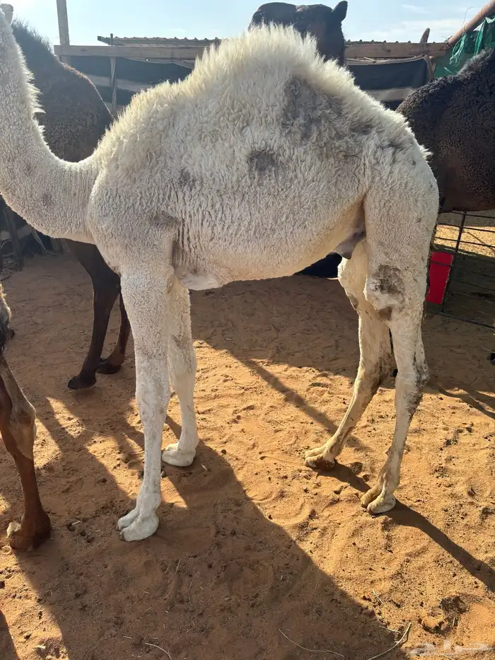 حوار لباني سمين 2