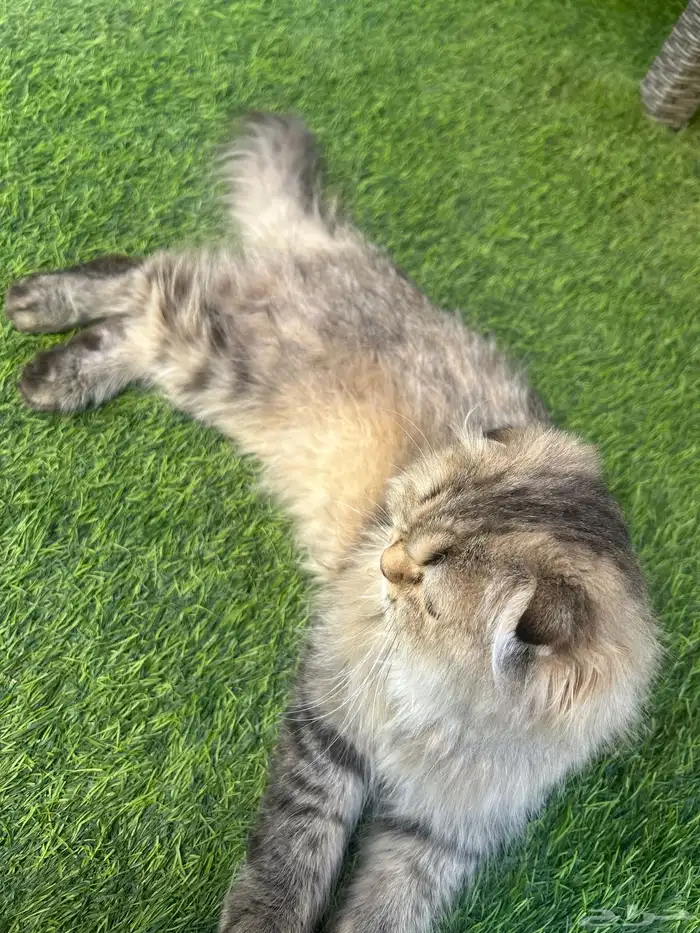 قط هجين سكوتش فولد هملايا 2