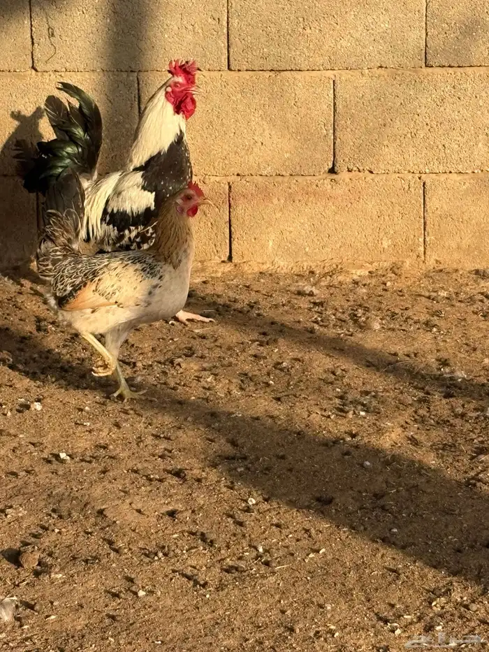 دجاج بلدي بياض عمر صغير 1