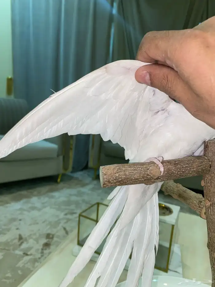 كروان اليف متكلم 2