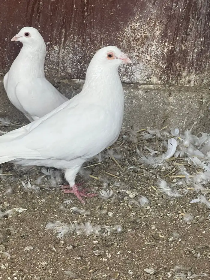 حمام فرنسي جانبو 1