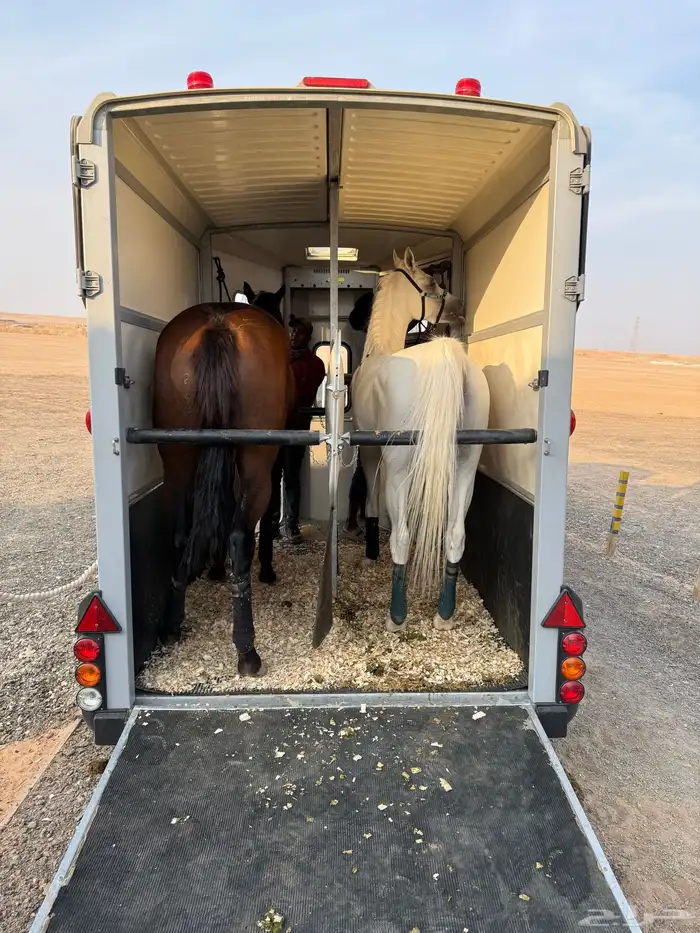 عربة نقل خيل توصيل خيول المانيه 2023 1