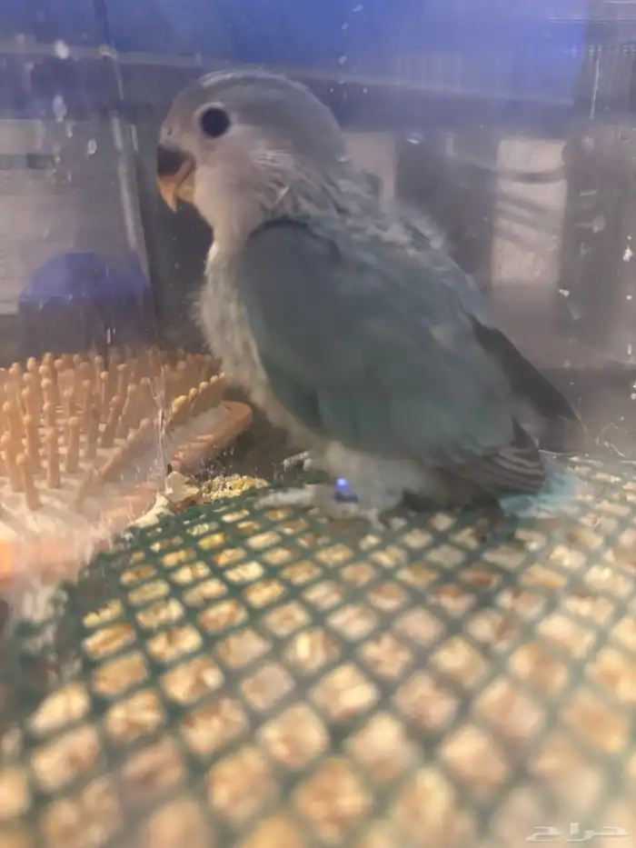 فرخ روز حجم طيب 0