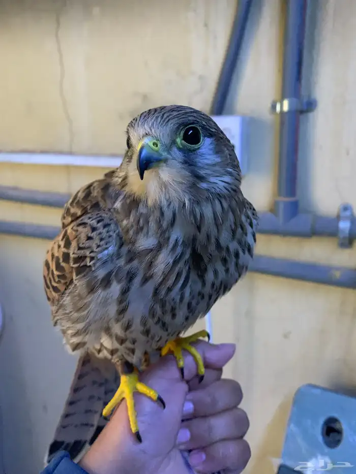 باشق للبيع مدرب 0