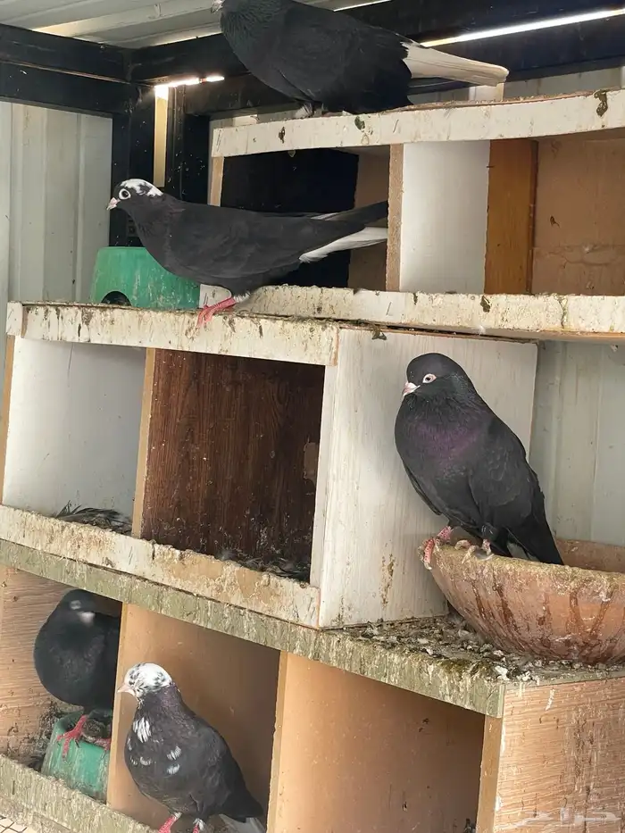 حمام قطايف للبيع 1