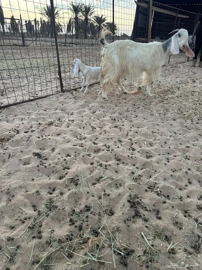 للبيع عنز مشروكة 3