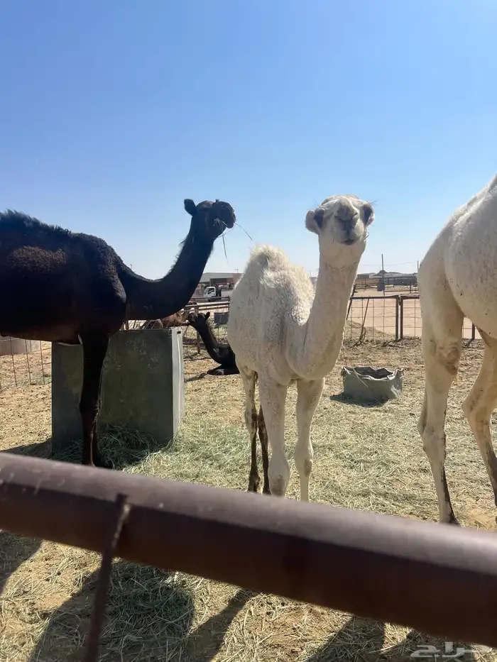 قعود وبكره تربيه 2