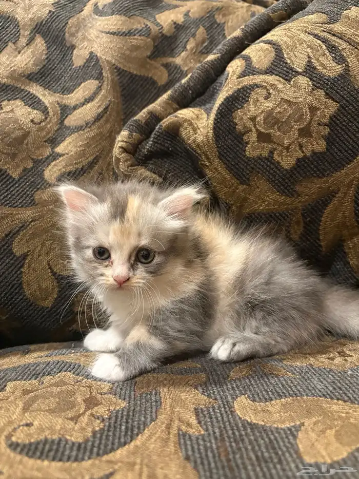 كيتن للبيع 1