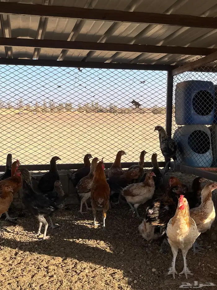 فراريج -50-40 1