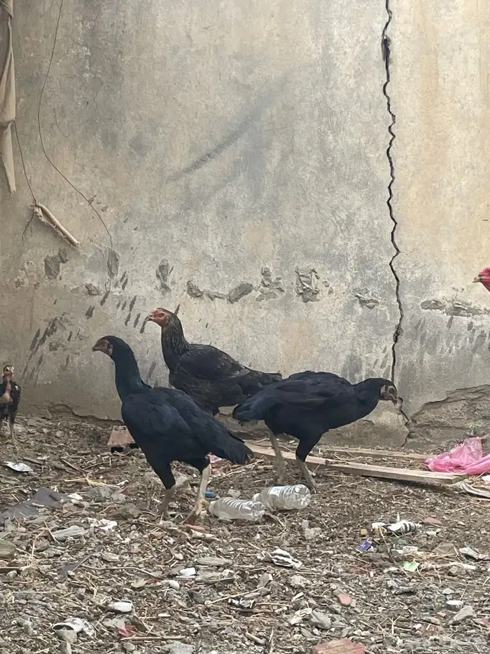 دجاج بكستاني صافي 1