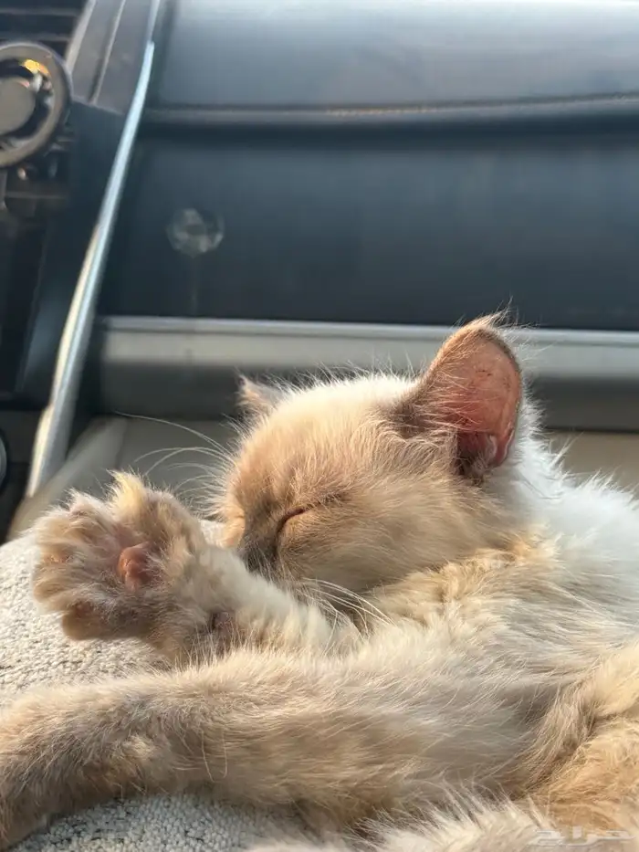 قط كيتن هملايا تبني مؤقت 3