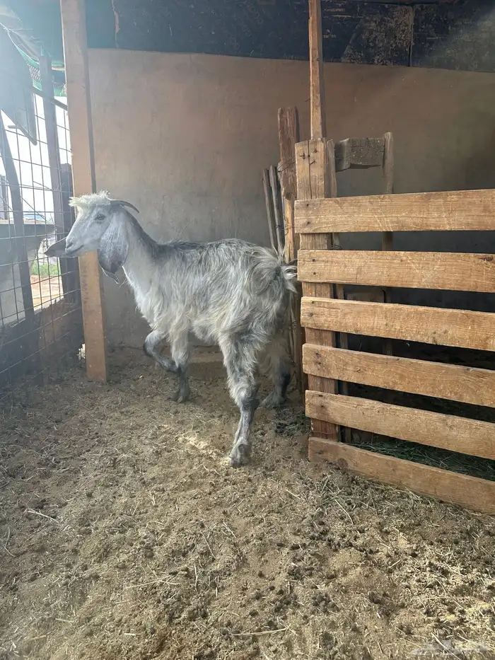 عنز مشروكه خلفه طيبه حدرها جفره 4