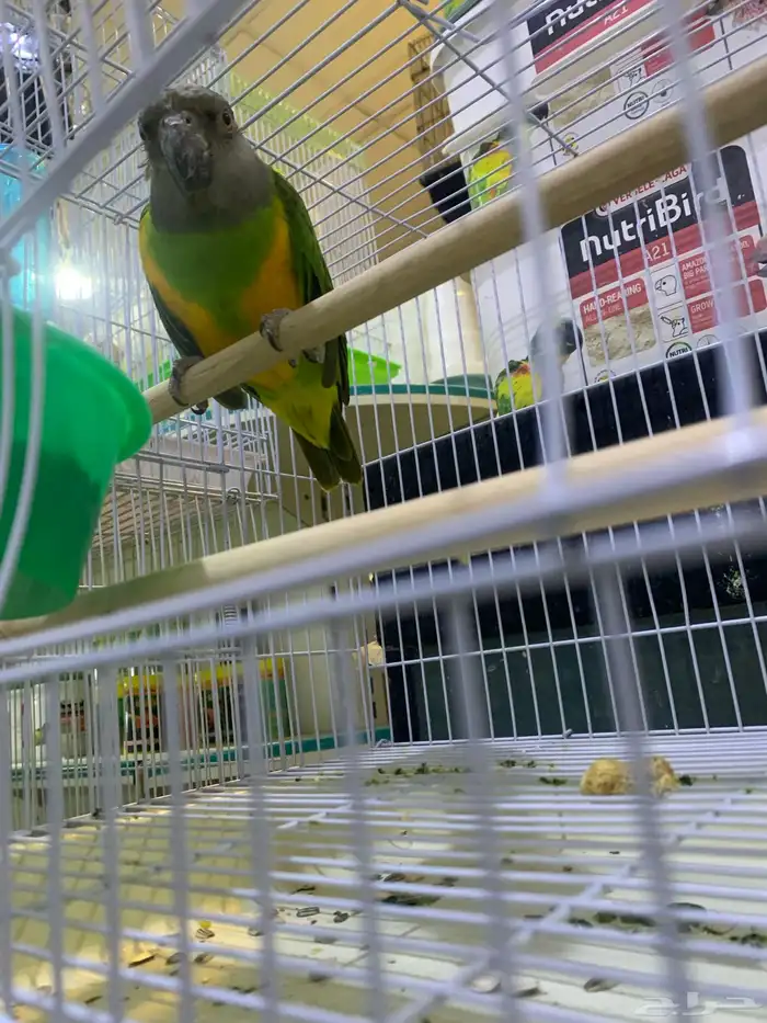 ببغاء سنغالي 3