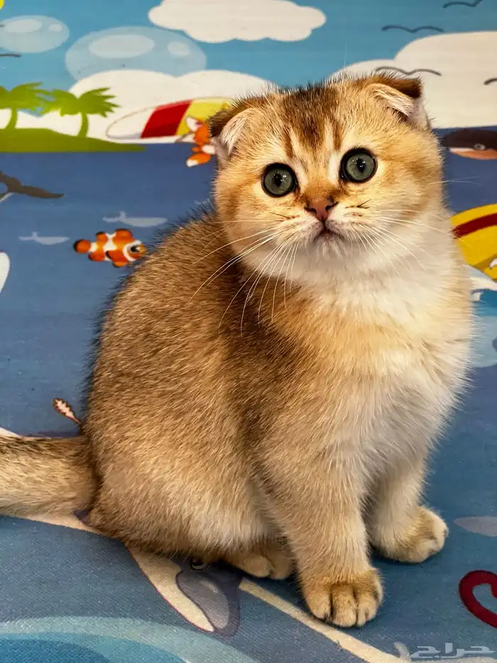 قط سكوتش فولدNY-11 4