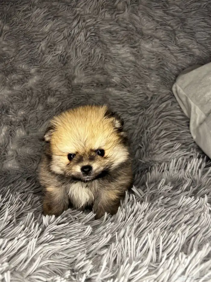 Male   Female Pomeranian Puppy 1