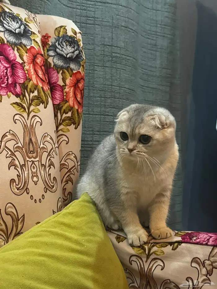 سكوتش فلود البيعه سريعة والقطاوة صحتها ممتازه ولعوبه 2