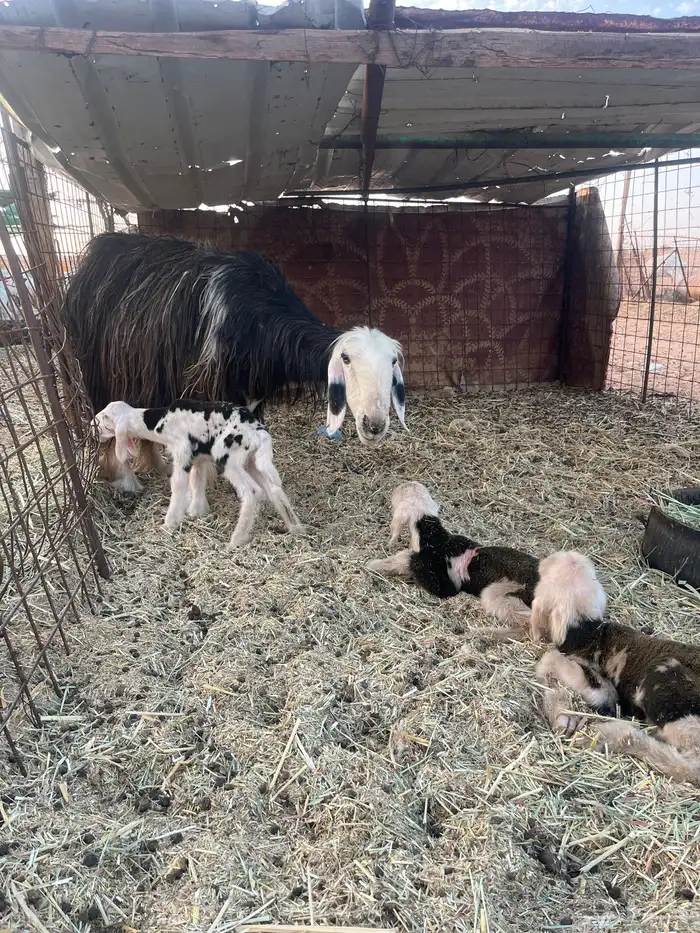 نجديه والد 2