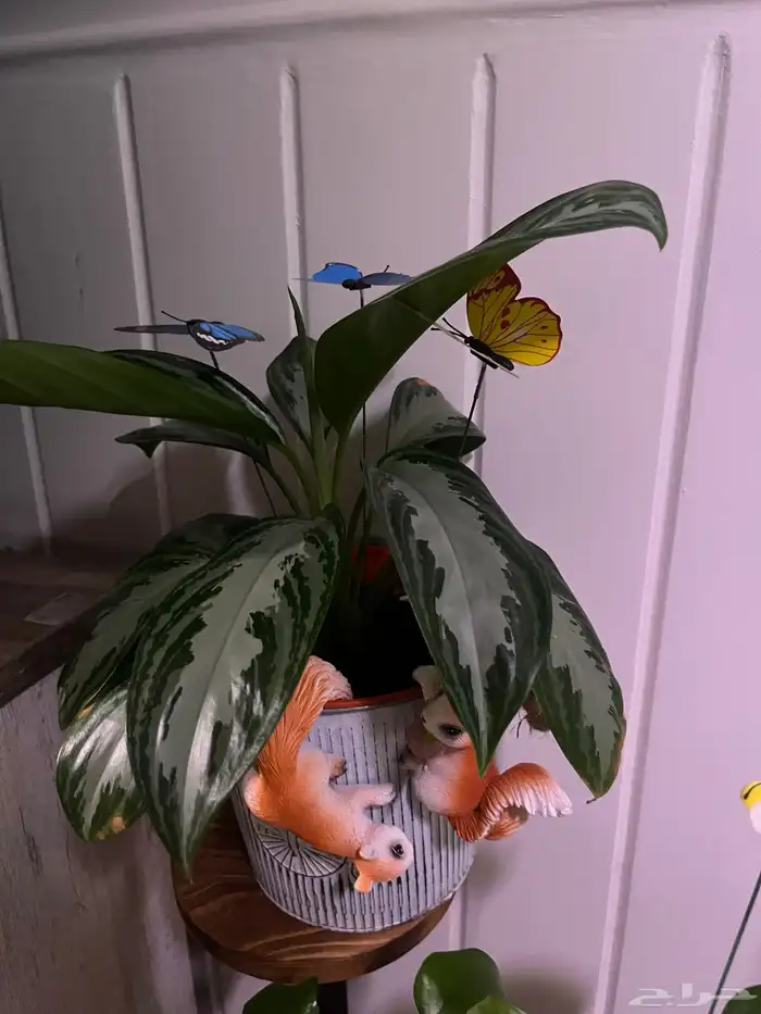 نبات داخلي للبيع واسعار الزاميا منافسة 1